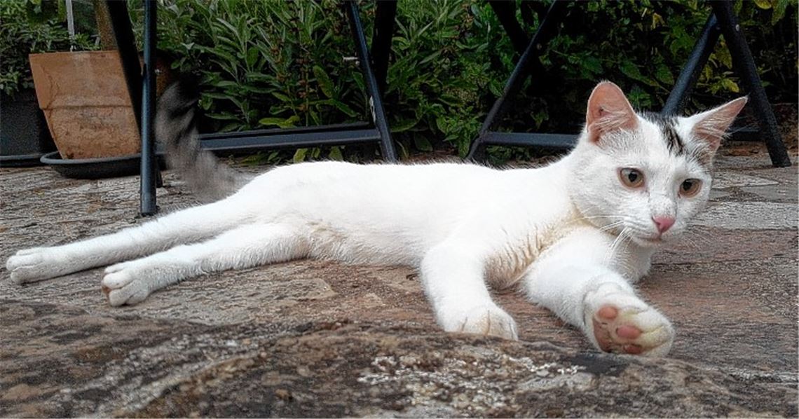 Tierquäler schießt auf Kater Guismo