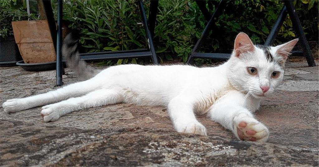 Tierquäler schießt auf Kater Guismo