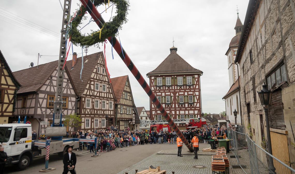 Gut 180 Besucherinnen und Besucher verfolgen in Knittlingen das von den Zimmerleuten Otto und Oliver Egler geleitete Aufstellen des Maibaums. Mit dem Kran wird der 15 Meter hohe Fichtenstamm neben der Kelter in die Senkrechte gebracht und dann mit Keilen verankert.Fotos: Fotomoment (1), Stahlfeld