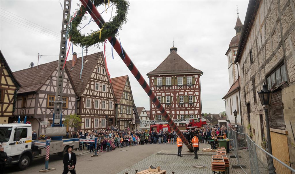 Gut 180 Besucherinnen und Besucher verfolgen in Knittlingen das von den Zimmerleuten Otto und Oliver Egler geleitete Aufstellen des Maibaums. Mit dem Kran wird der 15 Meter hohe Fichtenstamm neben der Kelter in die Senkrechte gebracht und dann mit Keilen verankert.Fotos: Fotomoment (1), Stahlfeld