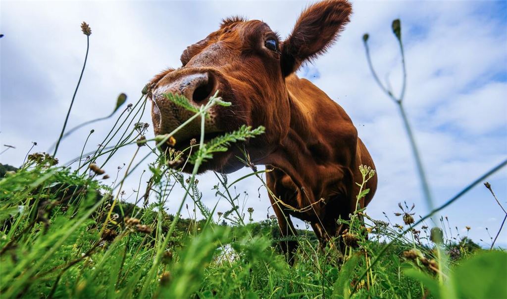 Guten Appetit! Eine Kuh grast auf einer Wiese in Baden-Württemberg.