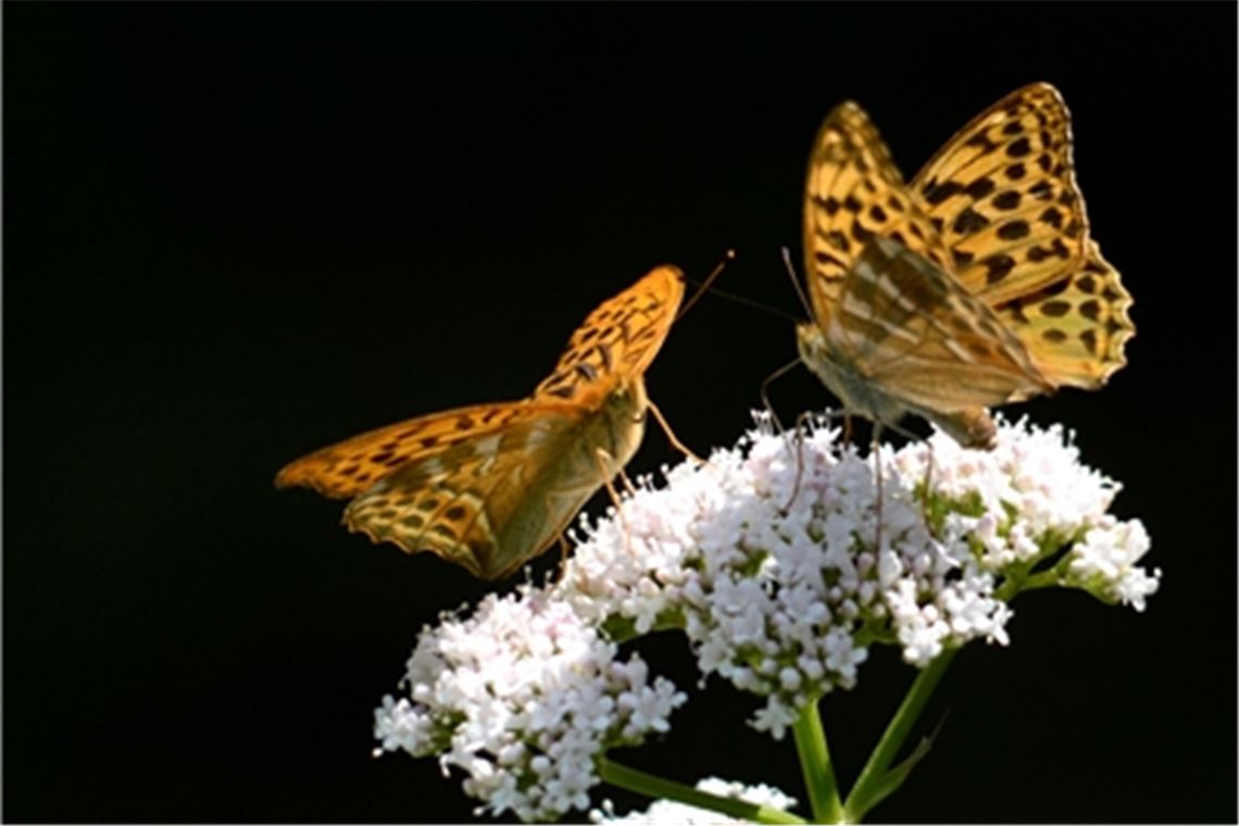 Häufig ist der Kaisermantel auf Brombeerblüten oder an den Blüten des Wasserdosts zu sehen. Foto: Lechner