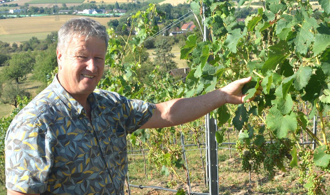 Hagelkörner haben den Weinreben zugesetzt. Frank Jaggy hofft jetzt auf trockenes und sonniges Wetter, damit die angeschlagenen Beeren abfallen. Fotos: Stahlfeld