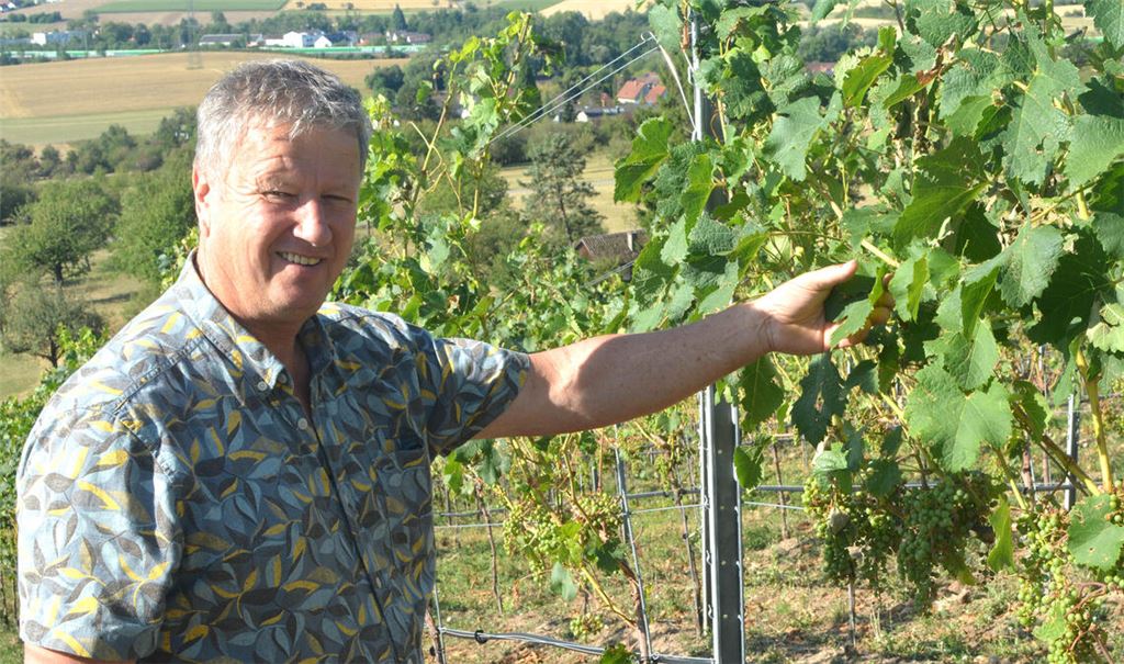 Hagelkörner haben den Weinreben zugesetzt. Frank Jaggy hofft jetzt auf trockenes und sonniges Wetter, damit die angeschlagenen Beeren abfallen. Fotos: Stahlfeld