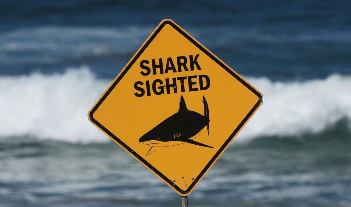 Haiangriffe haben sich an Australiens Ostküste zuletzt gehäuft. (Archivbild)