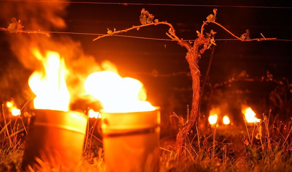 Hampshire: Frostkerzen im Weinberg von Waitrose’s Leckford Estate schützen Rebstöcke vor spätem Frühjahrsfrost