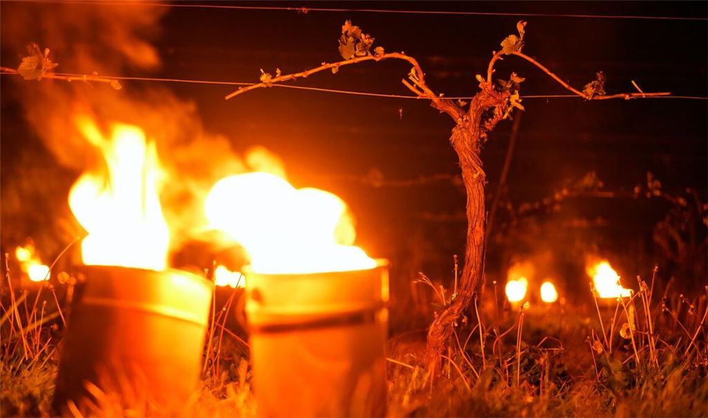 Hampshire: Frostkerzen im Weinberg von Waitrose’s Leckford Estate schützen Rebstöcke vor spätem Frühjahrsfrost