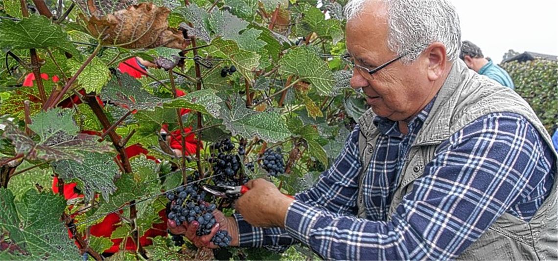 Handarbeit im Wengert statt Maschinenlese: Manfred Renz schneidet im Weinberg von Mühlhausen die Trauben mit der Schere. Foto: Mummert