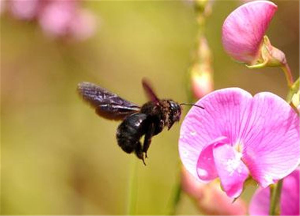 Harmlos wie eine Hummel: die bedrohlich wirkende Holzbiene.
 Foto: Lechner