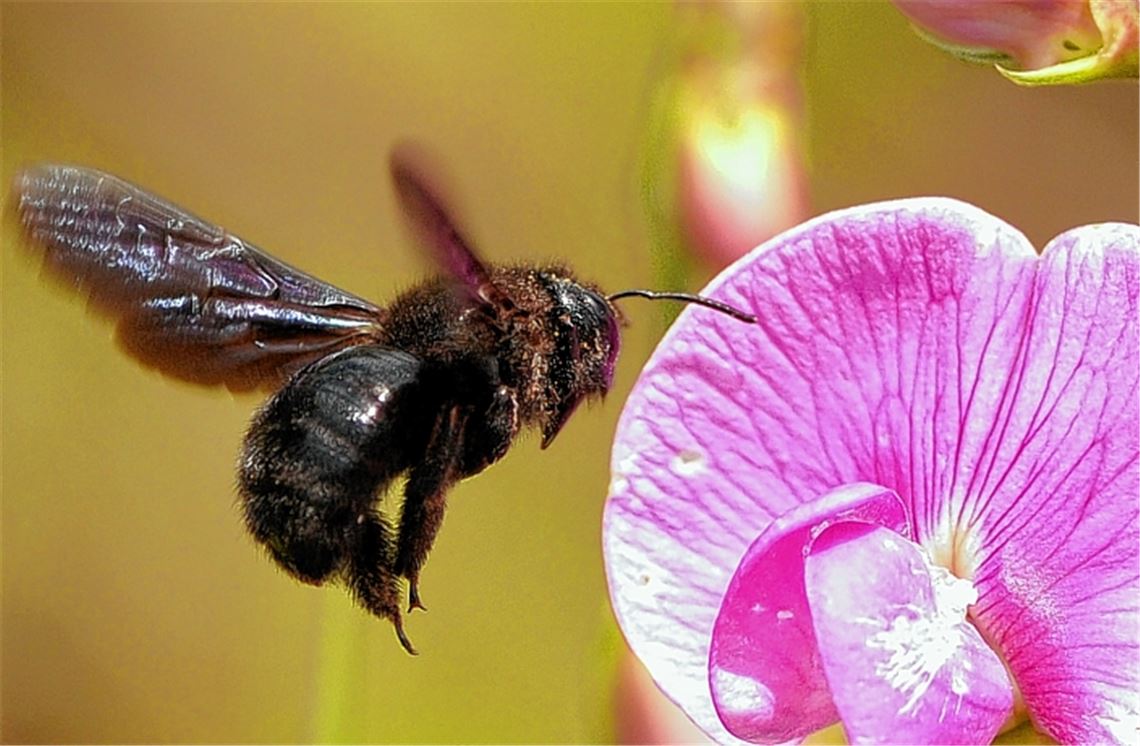 Harmlos wie eine Hummel: die bedrohlich wirkende Holzbiene.