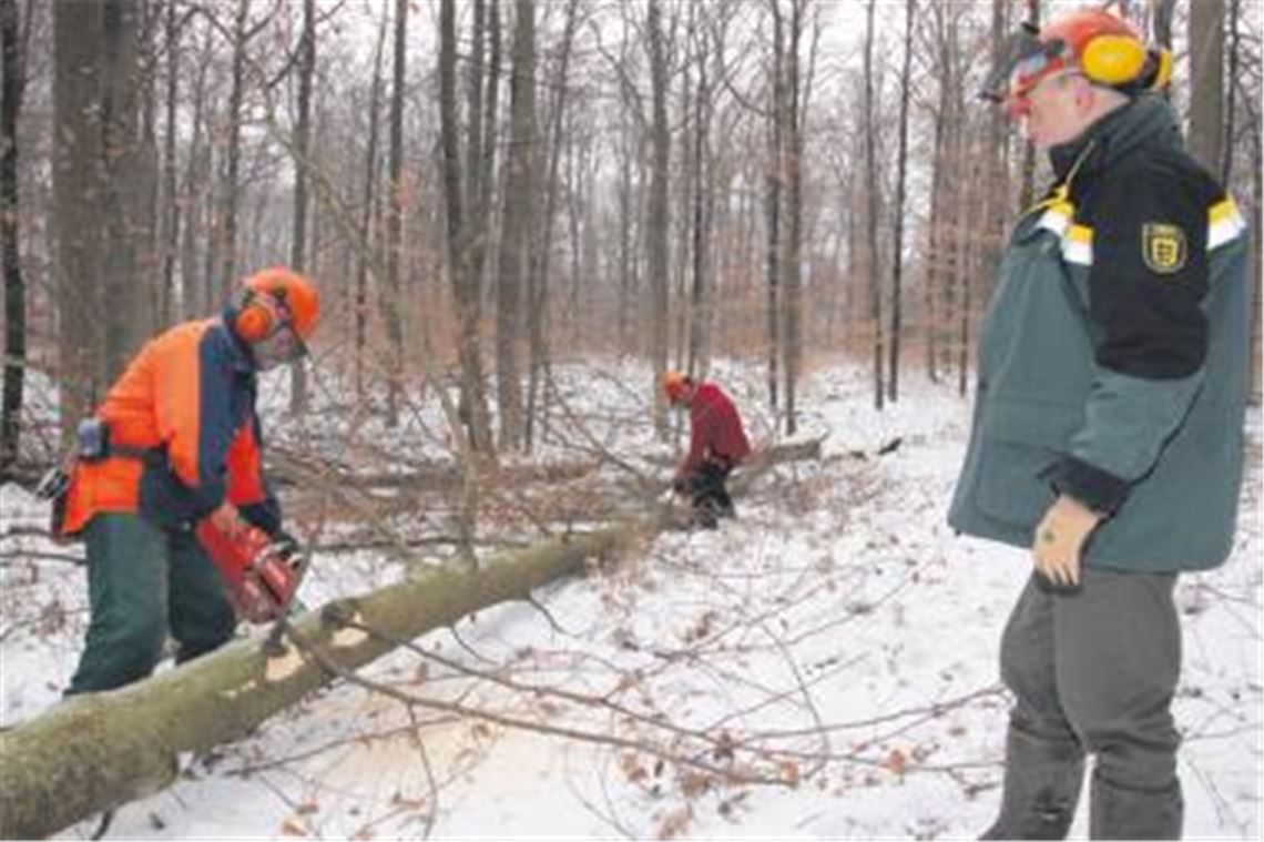 Harte Arbeit bei eisigen Temperaturen: Die Forstwirte Markus Fuchs (v.li.) und Philipp Seebold bearbeiten mit ihren Motorsägen eine gefällte Buche. Der Maulbronner Revierförster Peter Pfitzer macht sich im Wannenwald bei Schmie ein Bild vom Fortschritt der Arbeiten. Die Buche wird später, wie die Hälfte des Holzeinschlags im Maulbronner Stadtwald, im Heizofen landen. Foto: Disselhoff