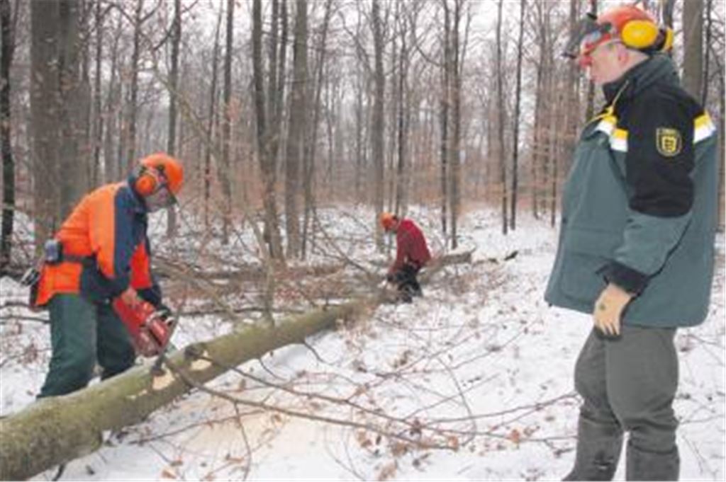 Harte Arbeit bei eisigen Temperaturen: Die Forstwirte Markus Fuchs (v.li.) und Philipp Seebold bearbeiten mit ihren Motorsägen eine gefällte Buche. Der Maulbronner Revierförster Peter Pfitzer macht sich im Wannenwald bei Schmie ein Bild vom Fortschritt der Arbeiten. Die Buche wird später, wie die Hälfte des Holzeinschlags im Maulbronner Stadtwald, im Heizofen landen. Foto: Disselhoff
