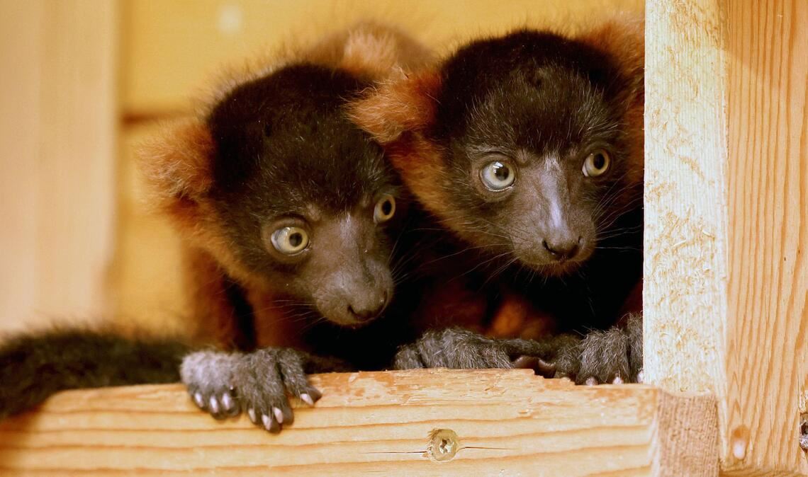 Hast Du das gesehen? Kleine Rote Varis sitzen in ihrem Gehege im Vogelpark in Marlow in Mecklenburg-Vorpommern.