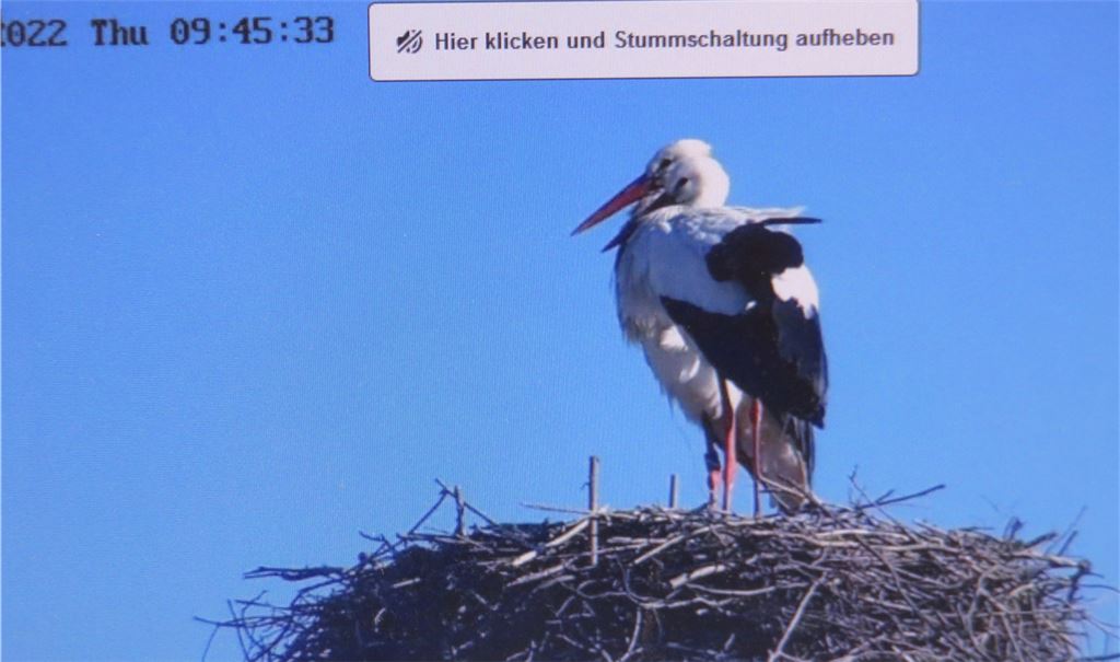 Hat sich hier ein Paar gefunden? Bilder der Webcam vom Donnerstagvormittag. Foto: privat