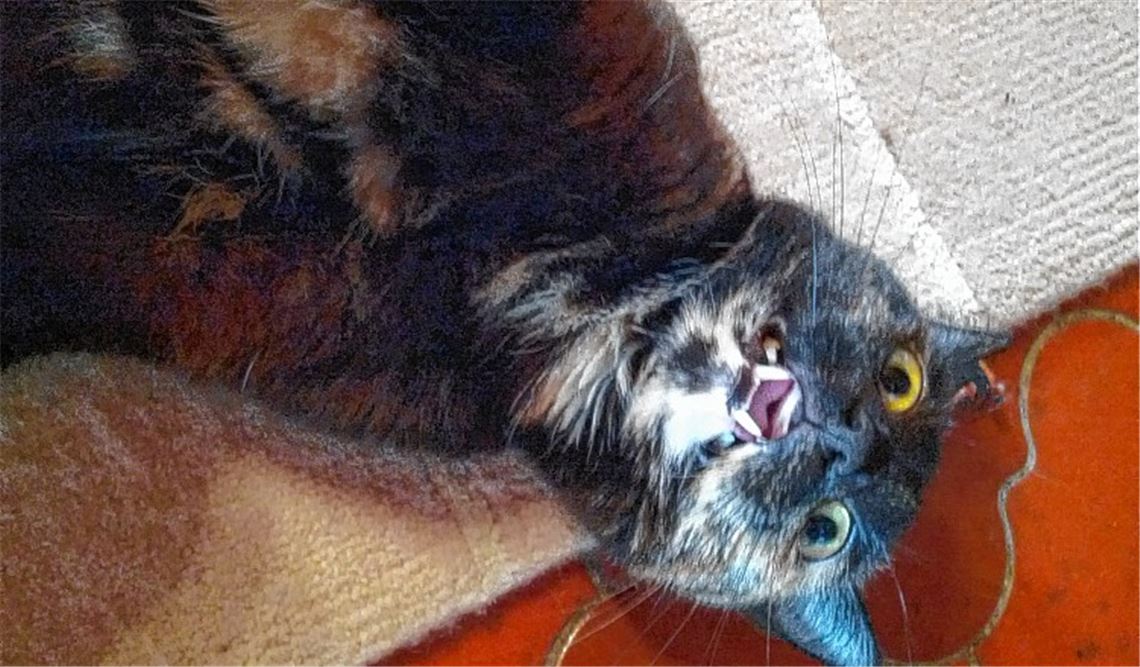 Das Schweigen der Katzen