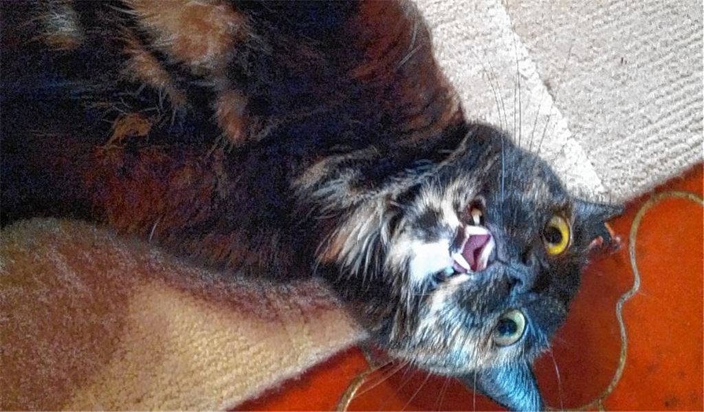 Das Schweigen der Katzen