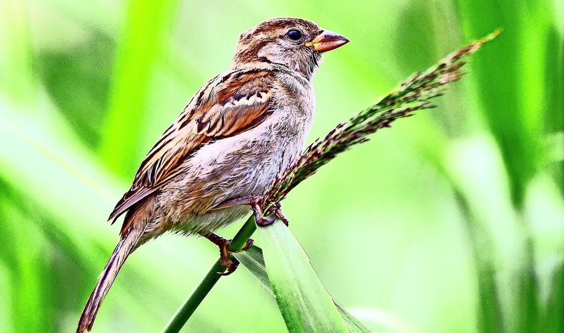 Haussperling (Passer domesticus).