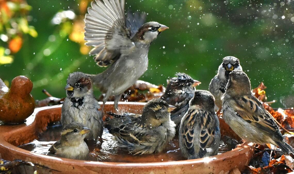 Haussperlinge baden in einer Vogeltränke.