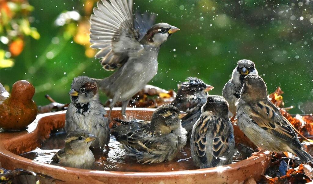 Haussperlinge baden in einer Vogeltränke.