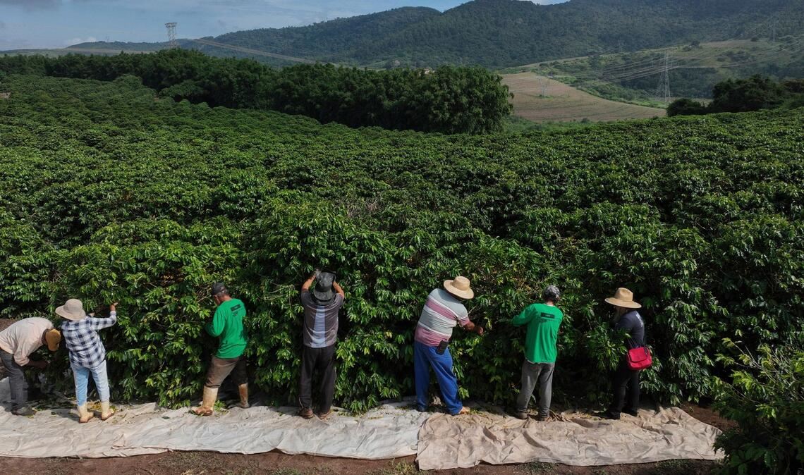 Heftiger Starkregen bedroht laut einer Studie zunehmend die Kaffeeproduktion im weltweit größten Anbauland Brasilien. (Archivbild)
