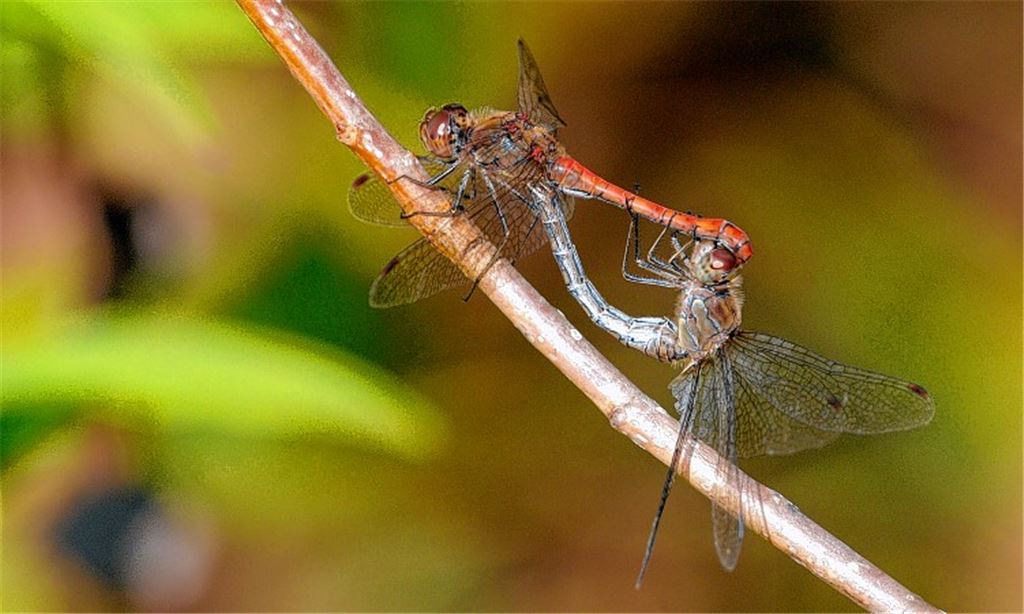 Heidelibellen feiern Hochzeit