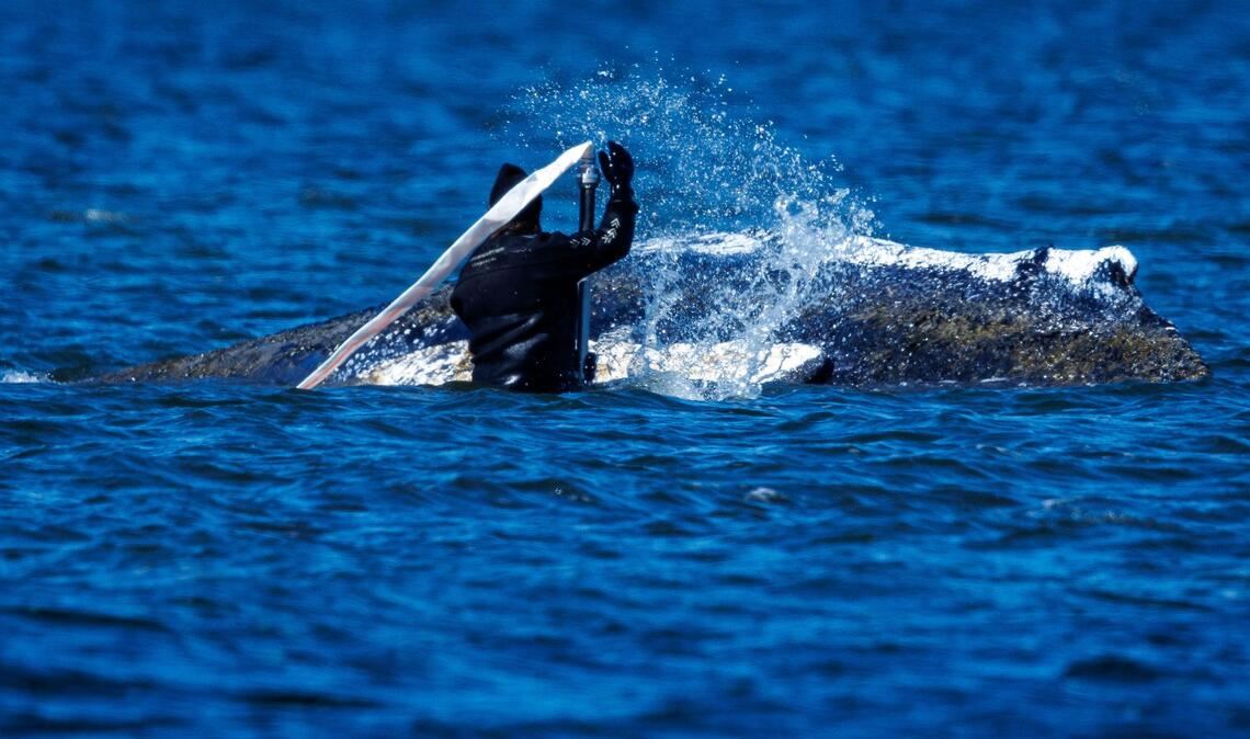 Helfer bemühen sich, den festsitzenden Buckelwal vor Poel freizuspülen.