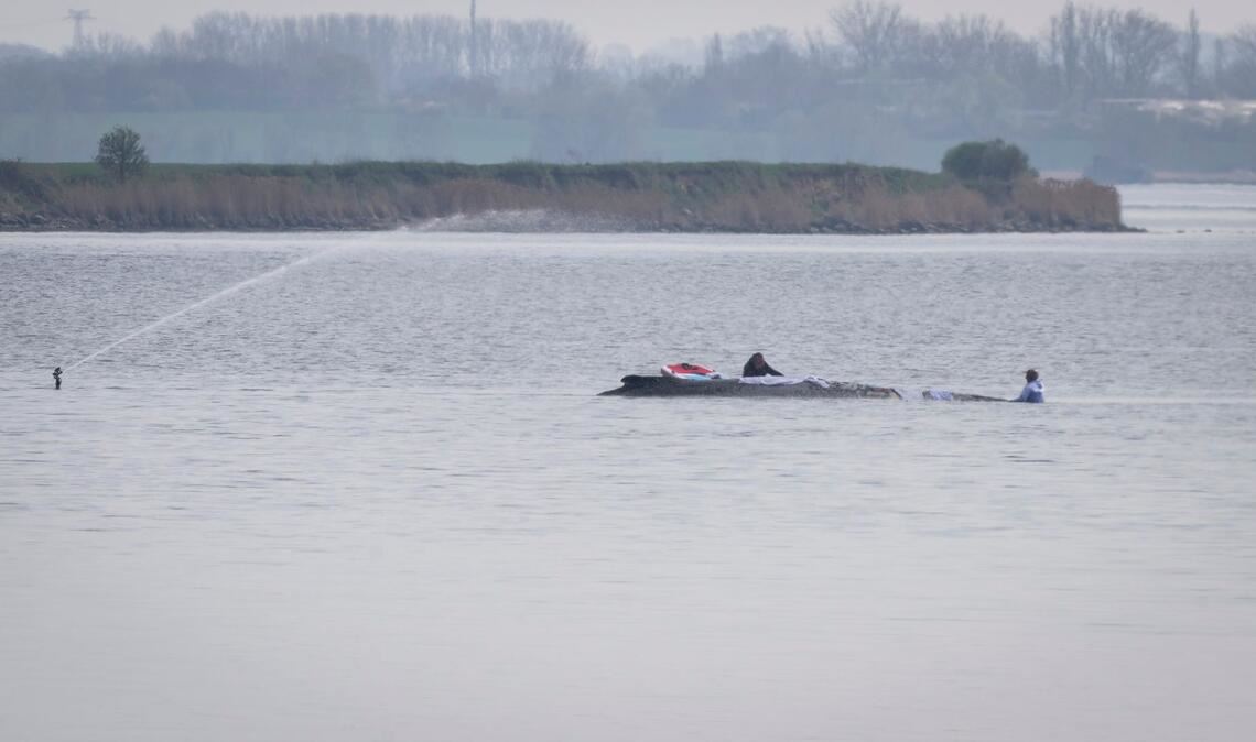 Helfer legen Tücher über den Wal.