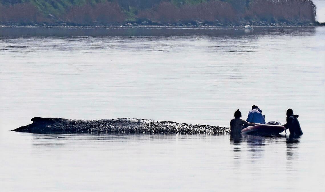 Helfer nähern sich dem gestrandeten Wal.