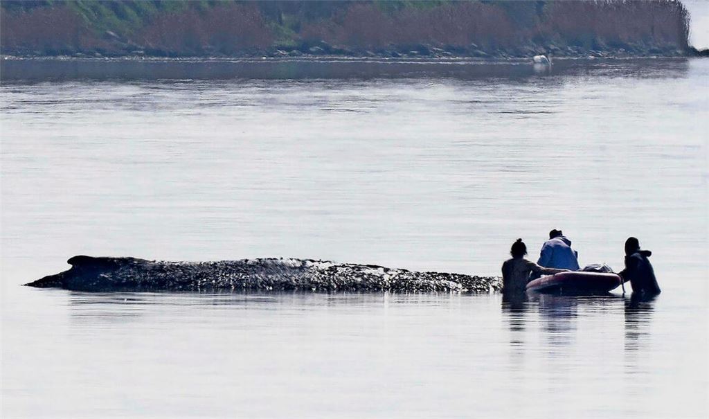 Helfer nähern sich dem gestrandeten Wal.