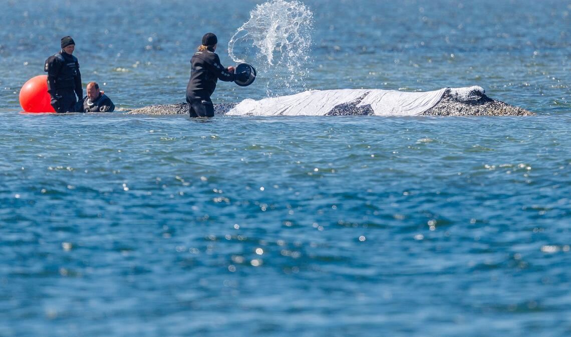 Helfer schütten Wasser auf den Rücken des Tieres.