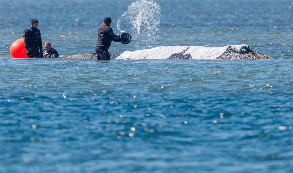 Helfer schütten Wasser auf den Rücken des Tieres.