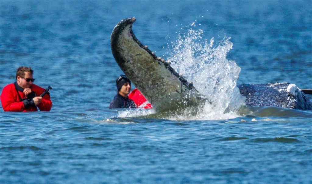 Helfer sichern den Buckelwal beim Verladen in den Lastkahn.