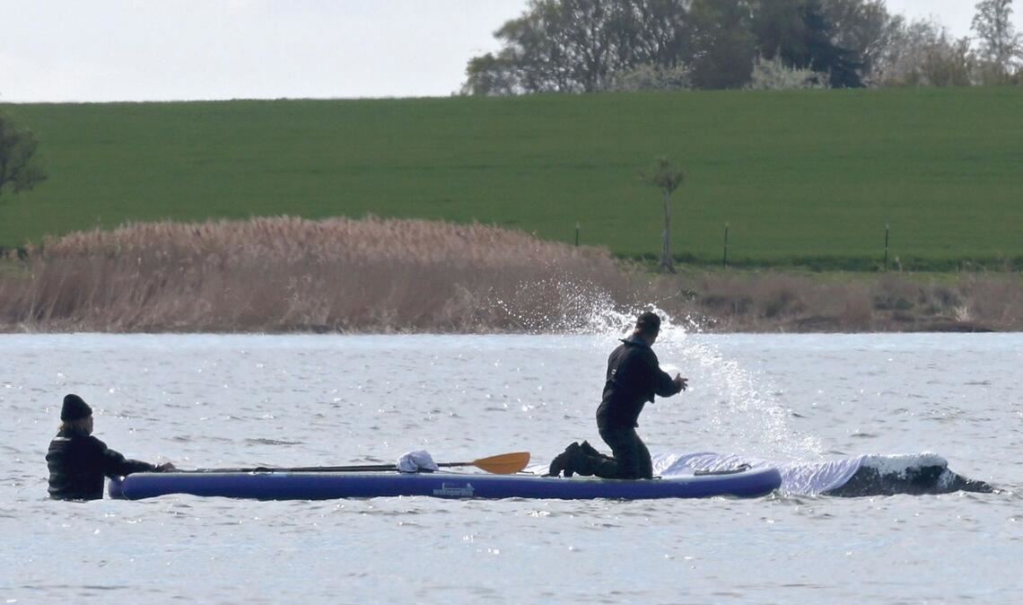 Helfer spritzen Wasser auf den gestrandeten Buckelwal vor der Insel Poel