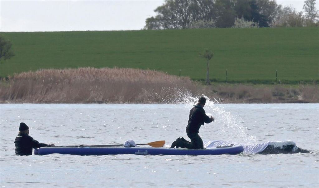 Helfer spritzen Wasser auf den gestrandeten Buckelwal vor der Insel Poel