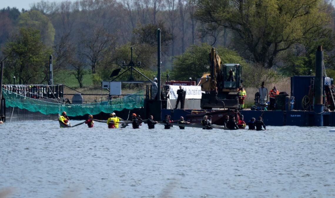 Helfer versuchen den gestrandeten Wal aus dem flachen Wasser zu einem Transportschiff zu ziehen, das in der Fahrrinne wartet.