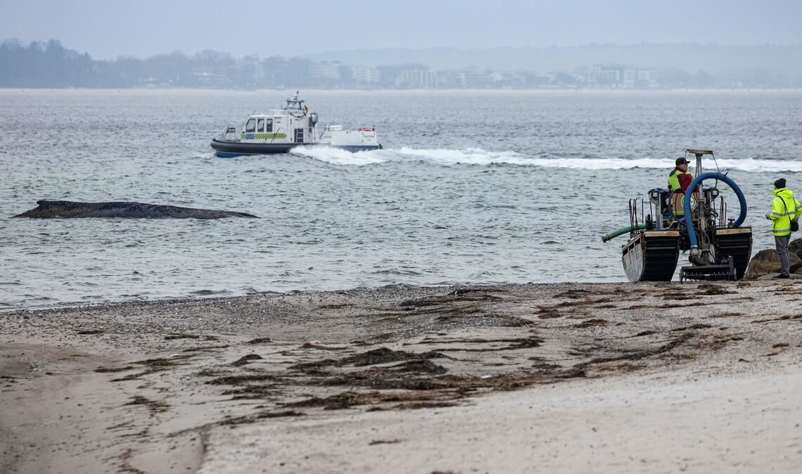 Helfer versuchten vergeblich den Wal zu befreien.