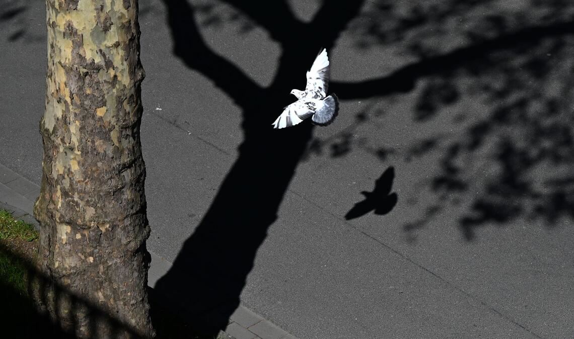 Hell und dunkel, Licht und Schatten: Eine Taube fliegt in Düsseldorf unter einem Baum entlang.