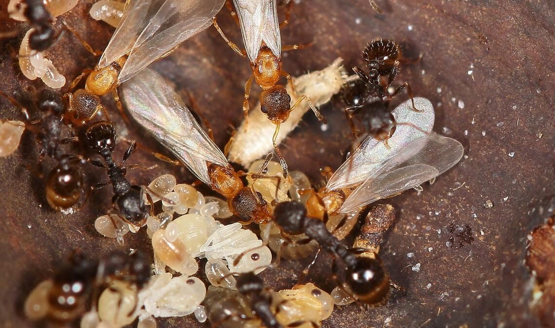 Hellbraune, geflügelte Ameisenköniginnen überfallen den Staat einer anderen Art und lassen dort den eigenen Nachwuchs aufziehen.