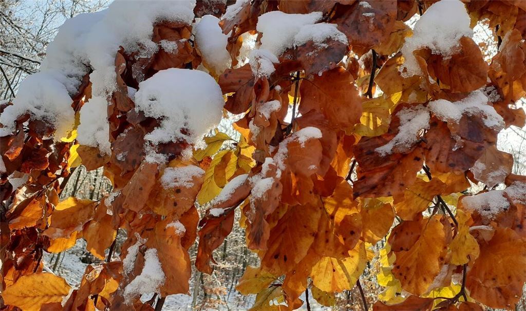 Herbst und Winter treffen sich. Foto: Petra Mamat, Ötisheim
