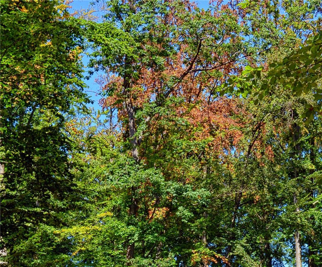 Trockenschäden: Bäume verfärben sich herbstlich