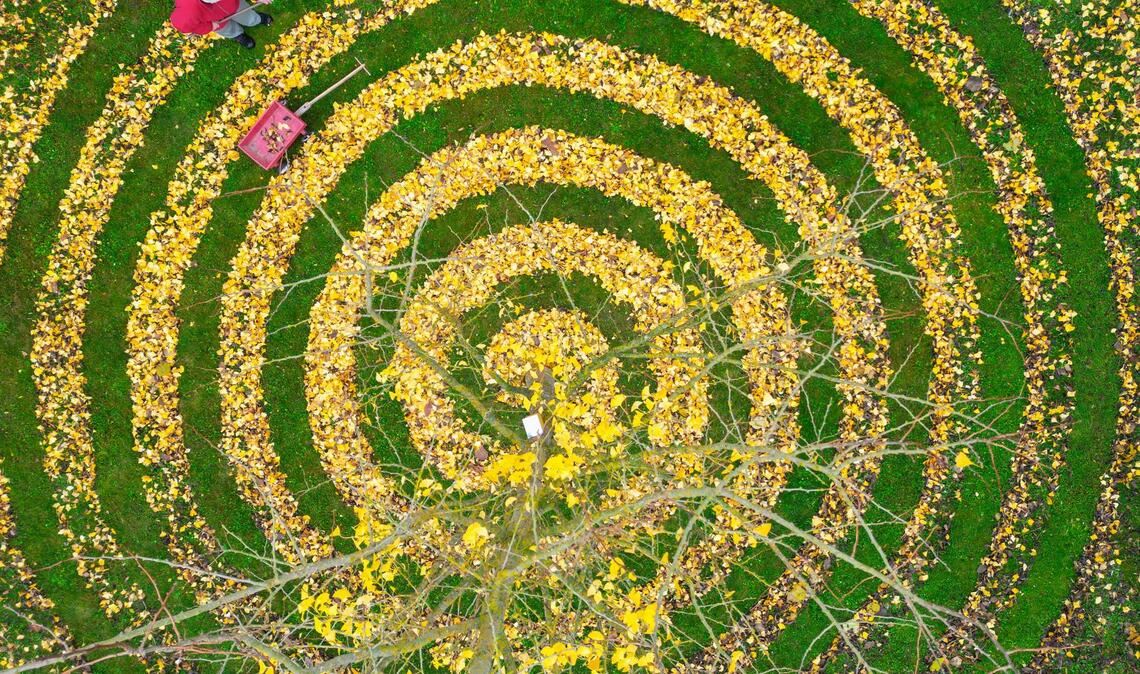 Herbstkunst im Garten: Ginkgo-Blätter in Spiralenform in einem Garten in Petersdorf