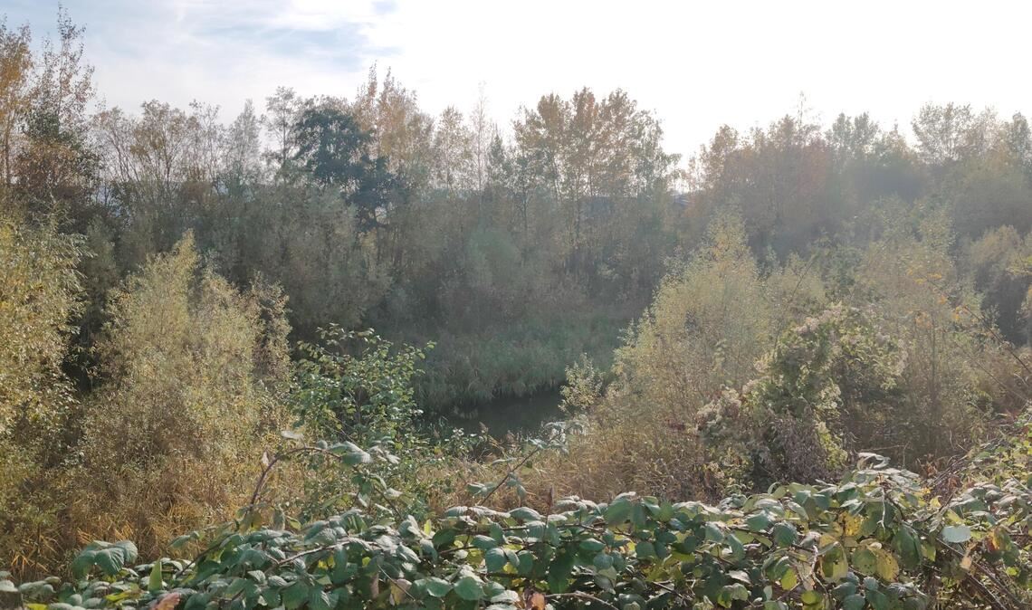 Herbstliche Atmosphäre: Das Biotop zwischen Wiernsheim und Pinache soll erhalten – aber keinesfalls zur Anlaufstelle für Spaziergänger – werden. Foto: Deeg