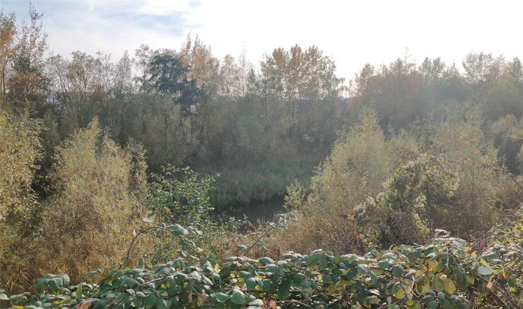 Herbstliche Atmosphäre: Das Biotop zwischen Wiernsheim und Pinache soll erhalten – aber keinesfalls zur Anlaufstelle für Spaziergänger – werden. Foto: Deeg