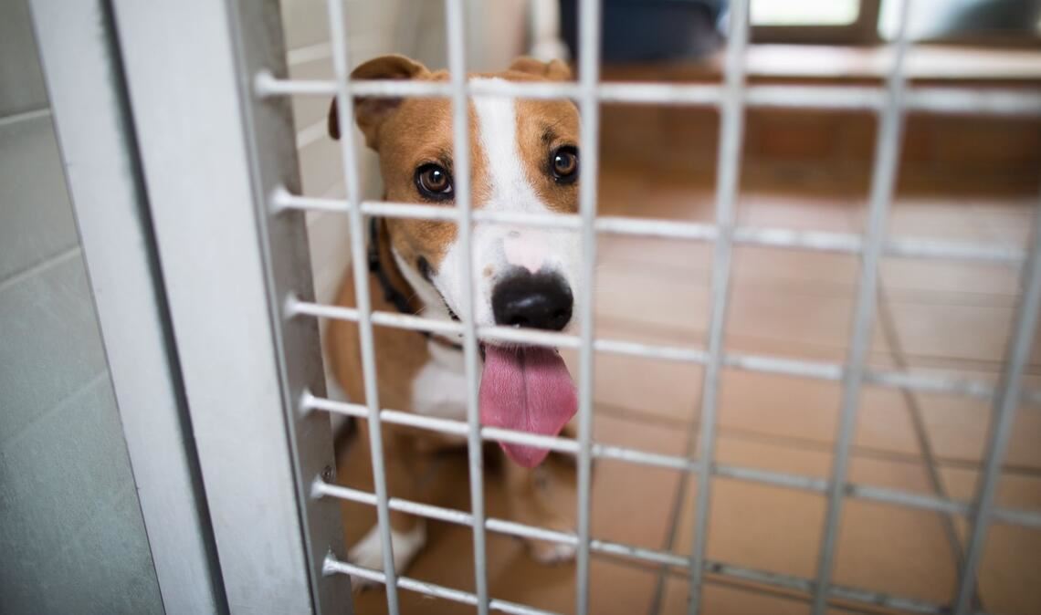 Herrenlose Hunde und Katzen landen immer wieder im Tierheim. Durch eine EU-weite Chip-Pflicht sollen deren Besitzer leichter ausfindig gemacht werden können.