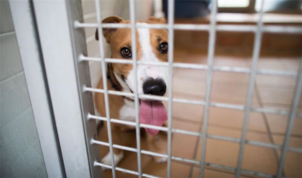 Herrenlose Hunde und Katzen landen immer wieder im Tierheim. Durch eine EU-weite Chip-Pflicht sollen deren Besitzer leichter ausfindig gemacht werden können.