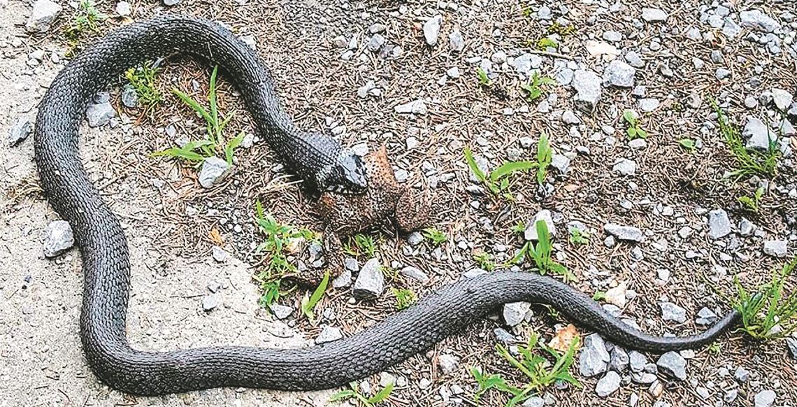 Hungriges Reptil beschäftigt Feuerwehr Herzhaft zugebissen: Dieser Anblick dürfte allen, die nicht mit der heimischen Schlangenwelt vertraut sind, den Schreck in die Glieder fahren lassen. privat