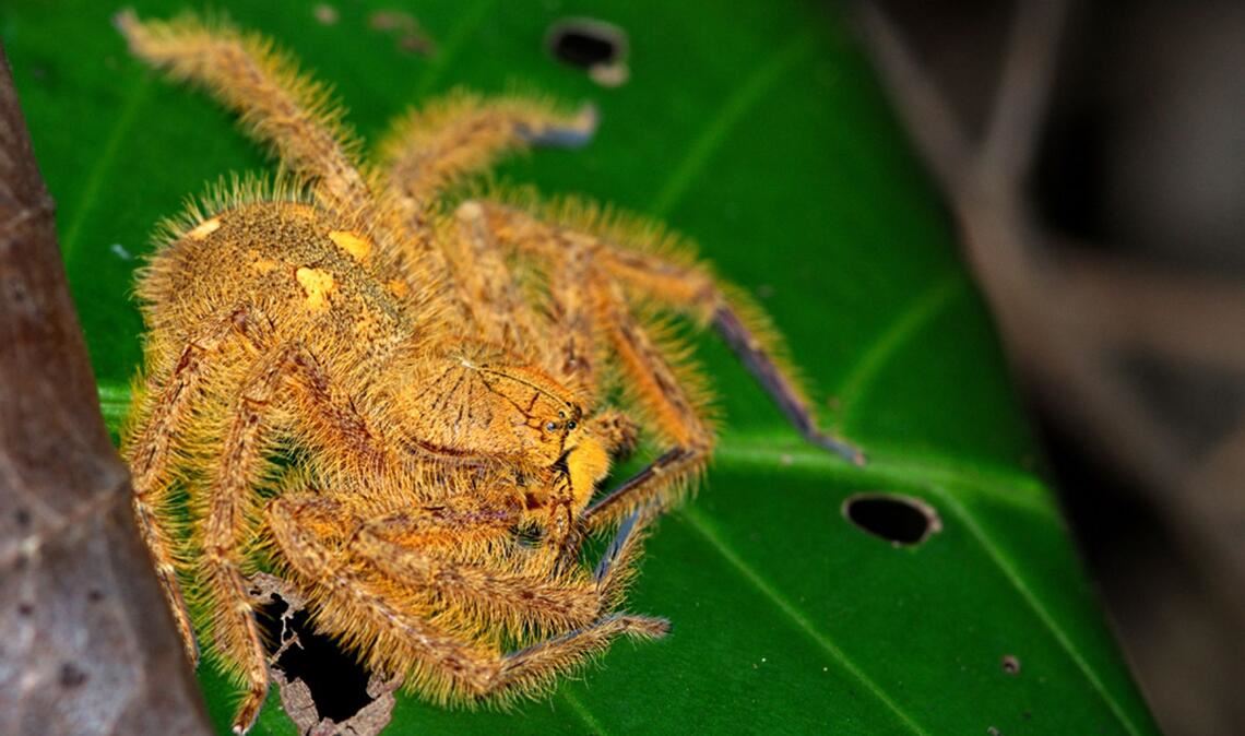 Heteropoda davidbowie:  Der britische Musiker David Bowie (1947-2016)  stand Pate für die malaysische Krabbenspinnenart Heteropada davidbowie.