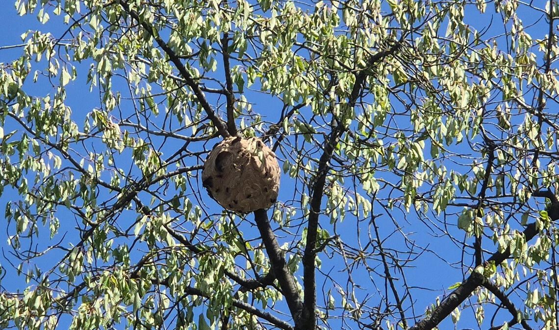 Hier ein Nest der asiatischen Hornisse, das in der Weingartenstraße in Wiernsheim bekämpft worden ist. Foto: privat