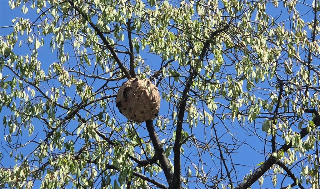 Hier ein Nest der asiatischen Hornisse, das in der Weingartenstraße in Wiernsheim bekämpft worden ist. Foto: privat