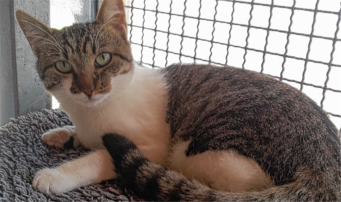 Hier ist Katze Emma zu sehen. Sie wurde in Lomersheim gefunden und ist seit Februar im Tierheim in Pforzheim. „Beim Eintreffen hatte sie Einblutungen auf beiden Trommelfellen und starke Gleichgewichtsstörungen, übrig geblieben ist ,nur‘ noch eine geringe Kopfschiefhaltung“, sagt Tierheimleiterin Nadine Reisacher. Emma sei leider auch positiv auf das Feline Leukämievirus getestet worden, was ihre Vermittlungschance nicht gerade erhöhe.